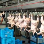 blue crate is being pulled up chicken factory