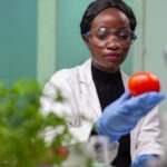 Front view of biologist reseacher woman analyzing tomato injected with chemical dna
