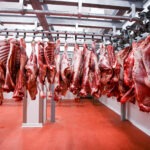 Image of a half beef chunks fresh hung and arranged in a row in a large fridge in the fridge meat industry.