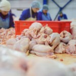 poultry workers cut up a chicken carcass.